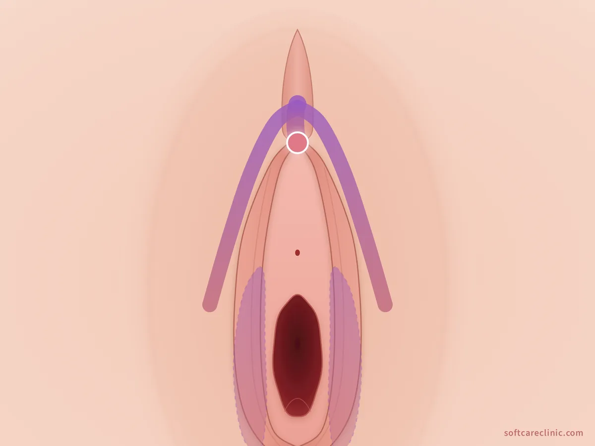 Anatomia del clitoride: glande e bracci Anatomia del clitoride: glande e bracci